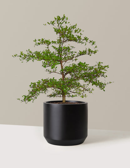Black Olive Tree
