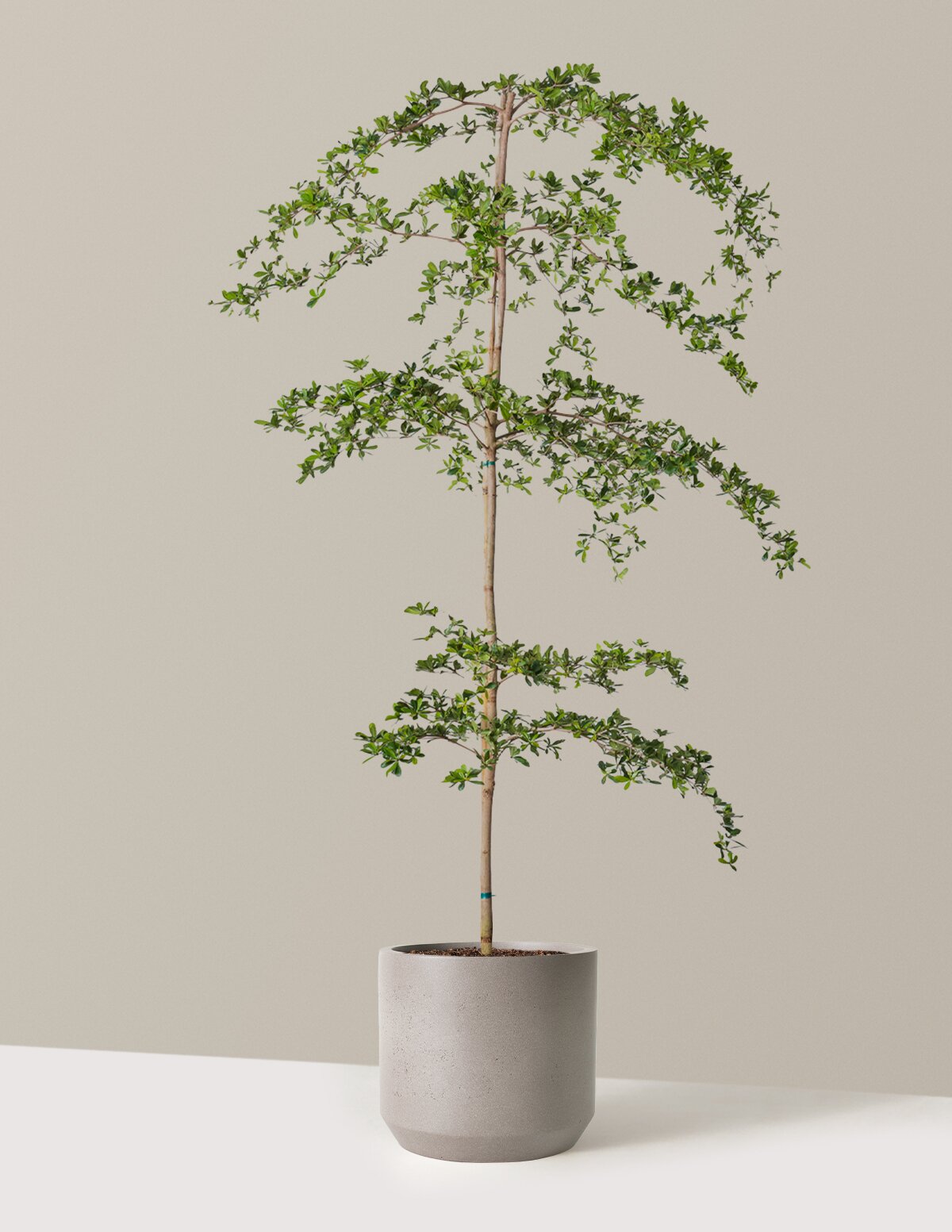 Black Olive Tree