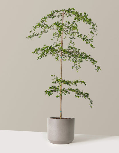 Black Olive Tree