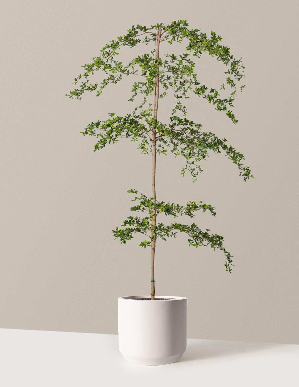 Black Olive Tree