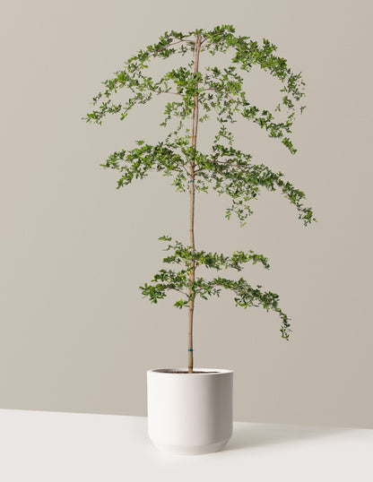 Black Olive Tree