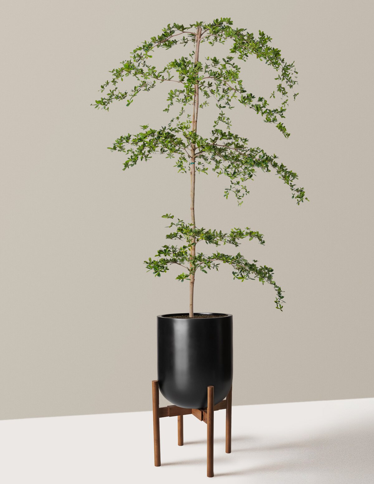 Black Olive Tree