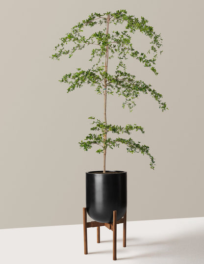Black Olive Tree