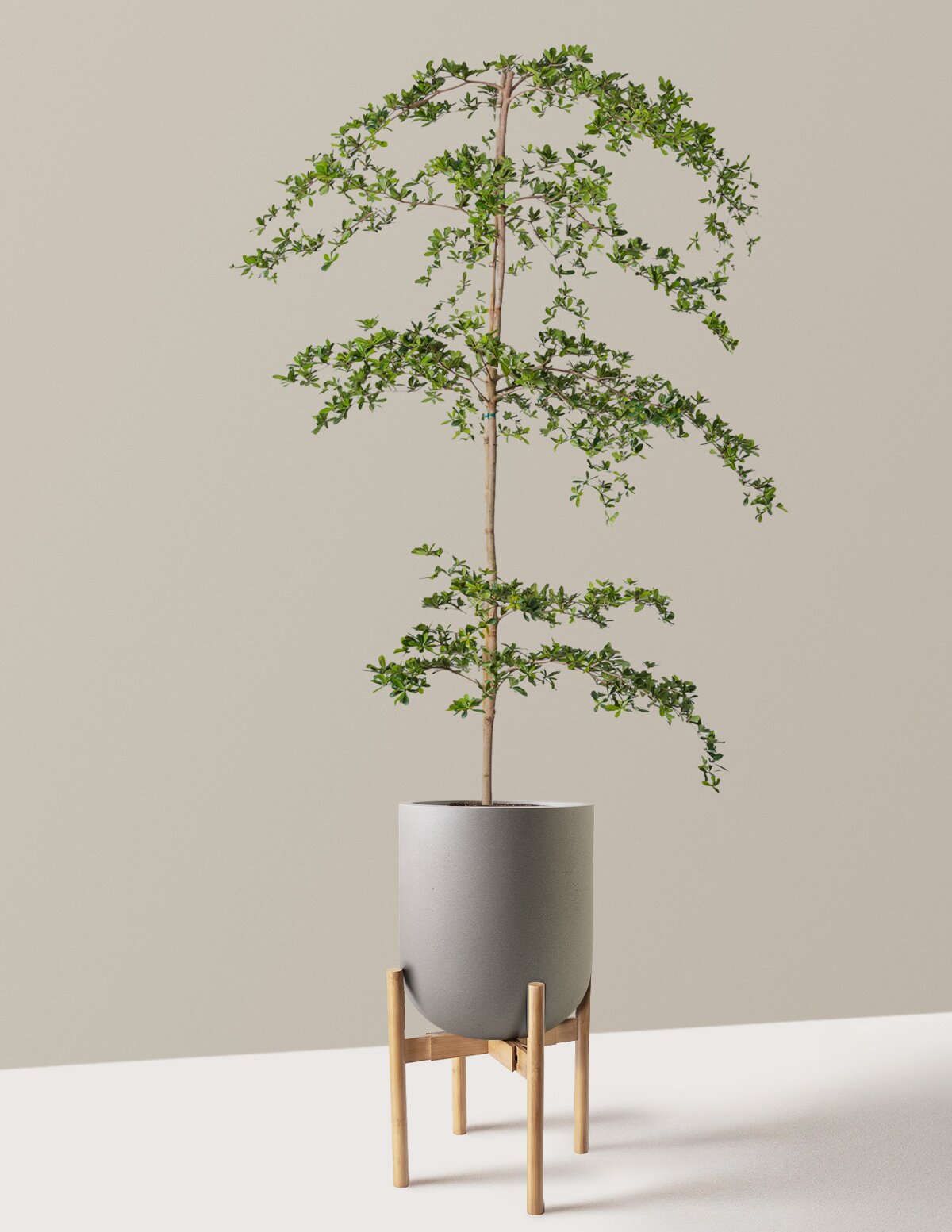 Black Olive Tree