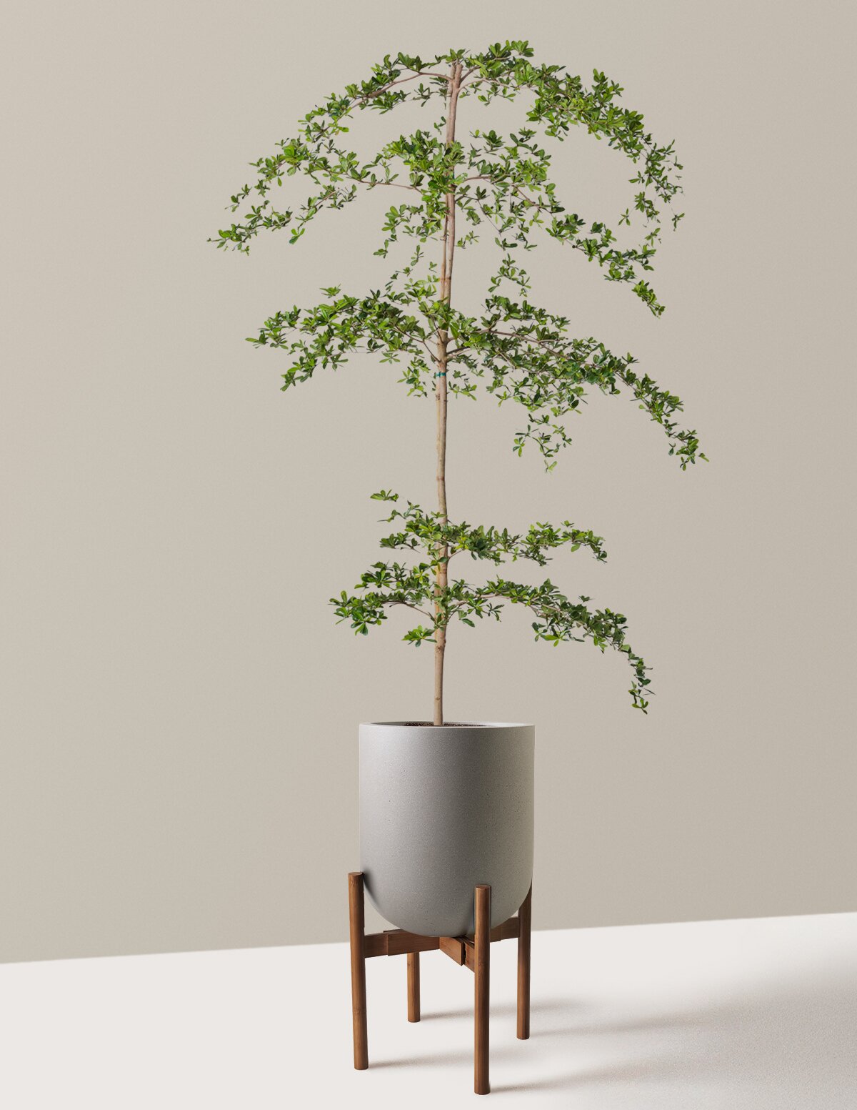 Black Olive Tree