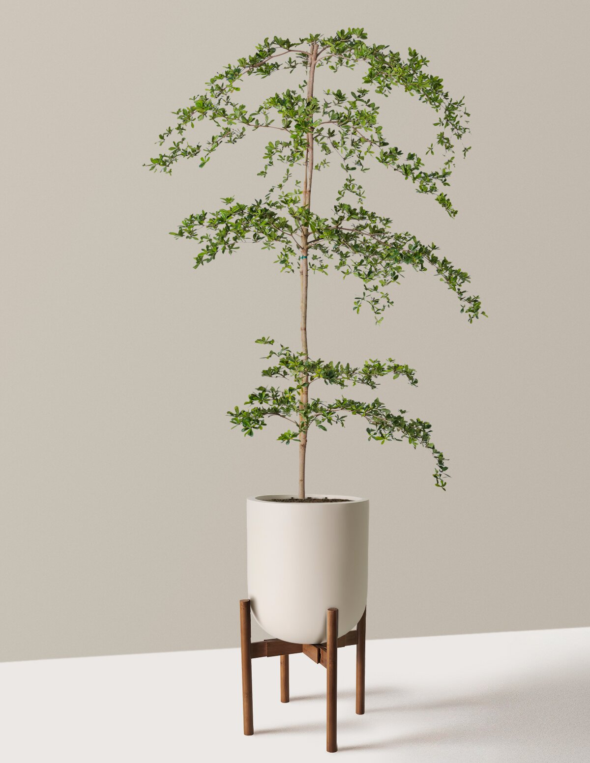 Black Olive Tree