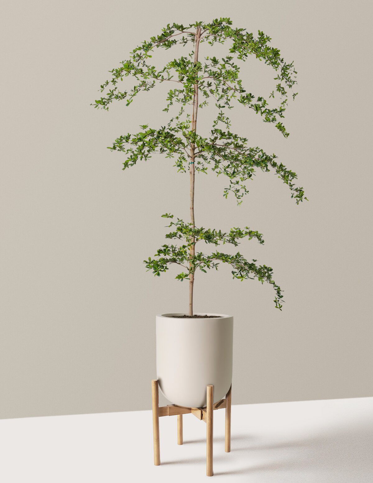 Black Olive Tree