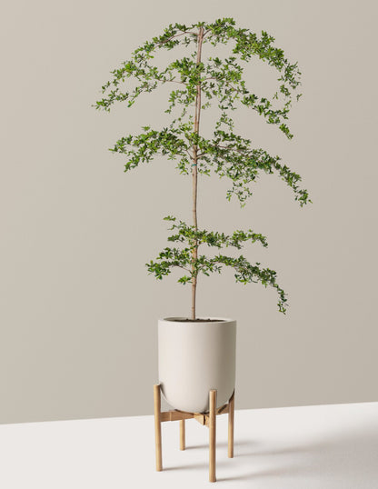 Black Olive Tree