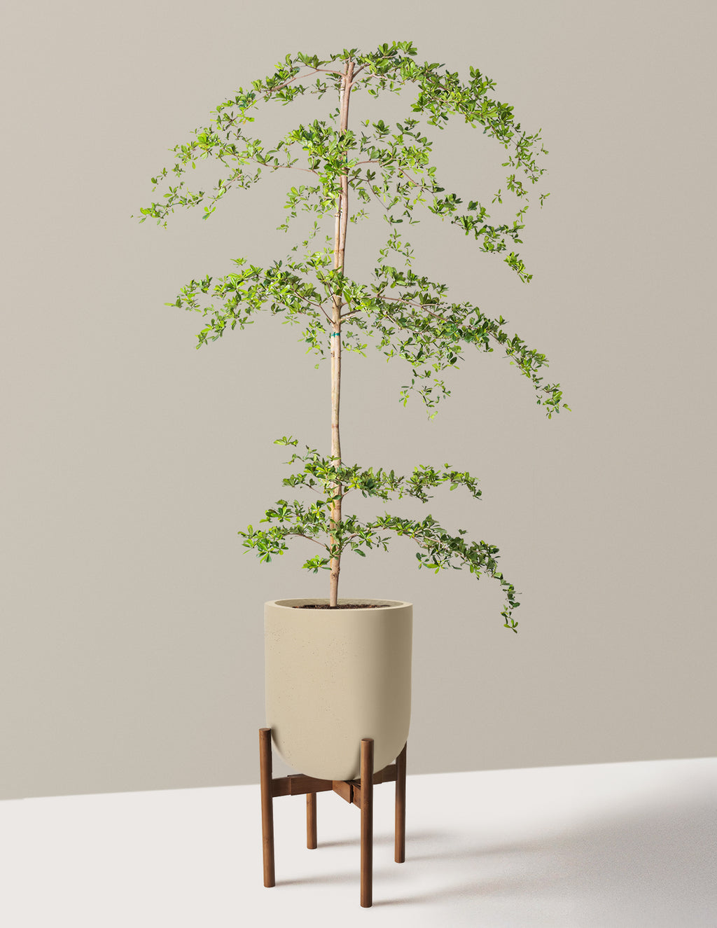 Black Olive Tree