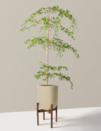 Black Olive Tree