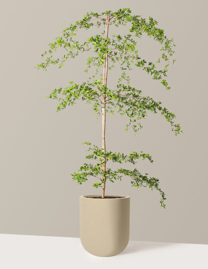 Black Olive Tree