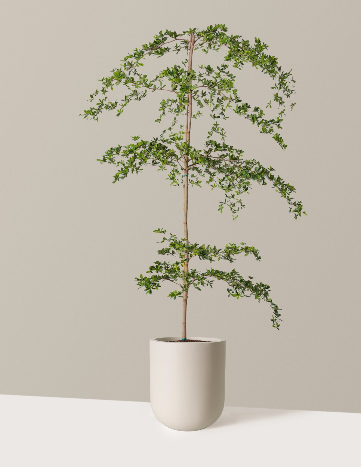 Black Olive Tree