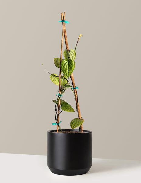 growing black pepper plants in pots Black Pepper Plant