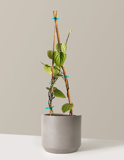 potted pepper plants for sale near me Black Pepper Plant