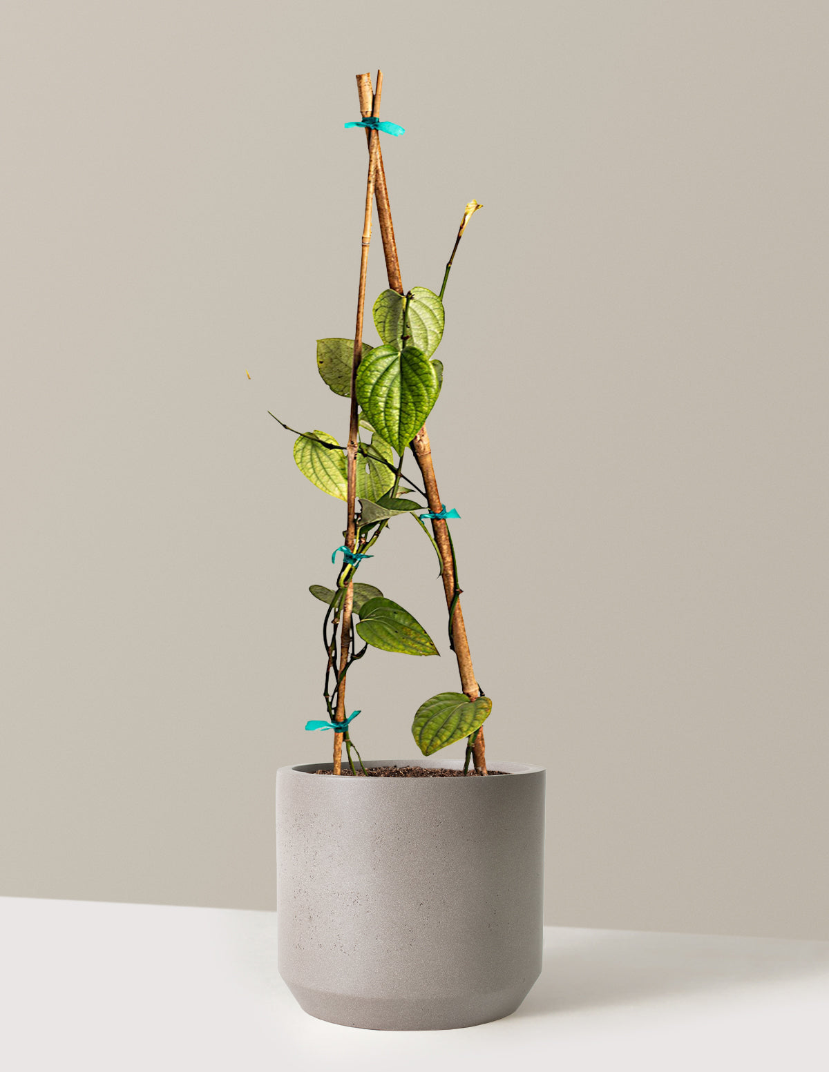 Black Pepper Plant