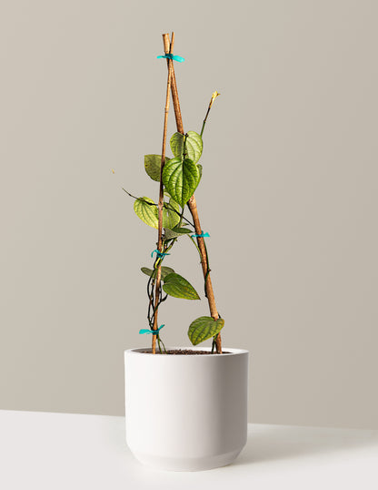 Black Pepper Plant