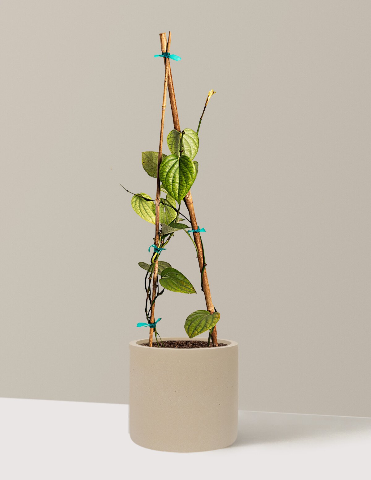 Black Pepper Plant