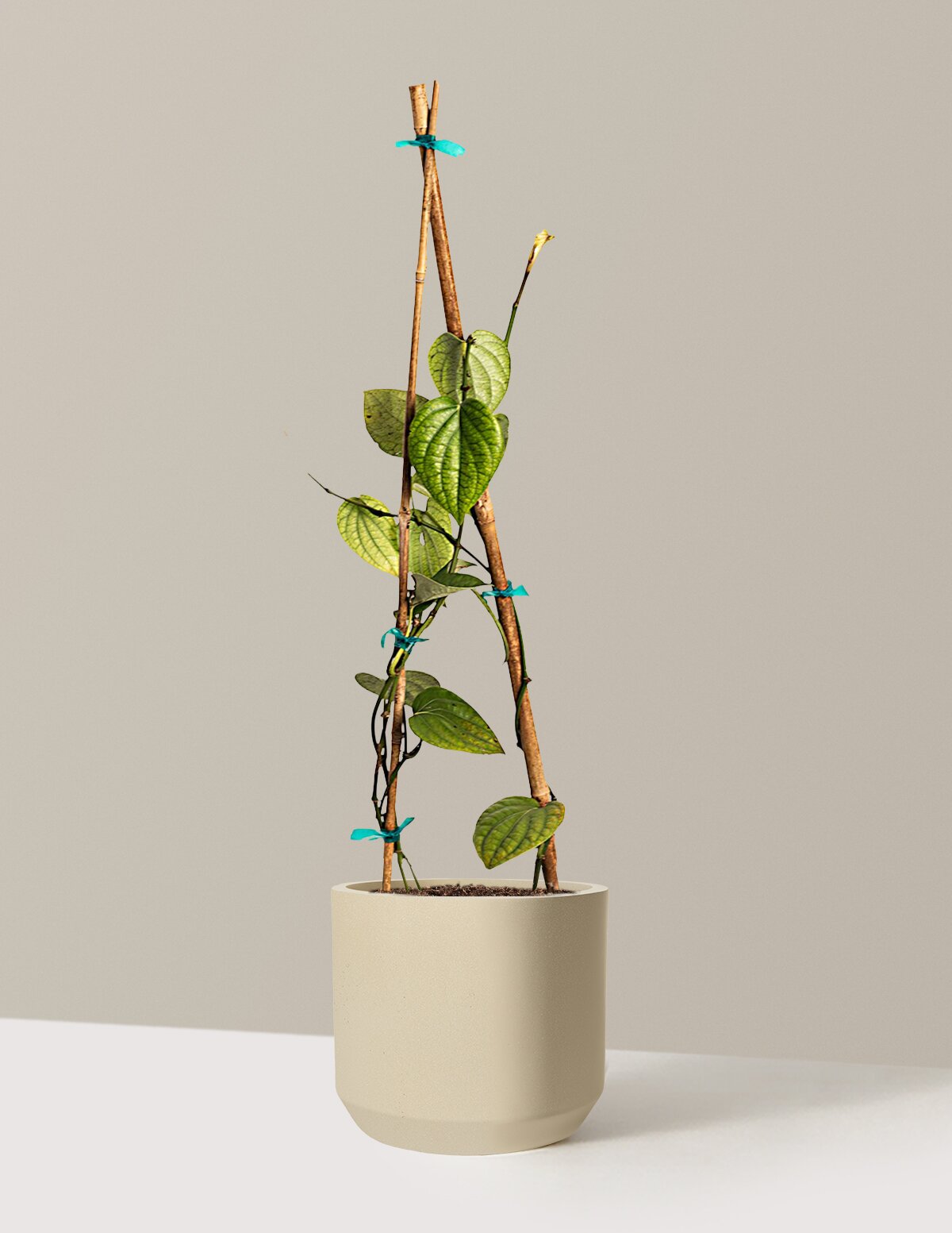 Black Pepper Plant