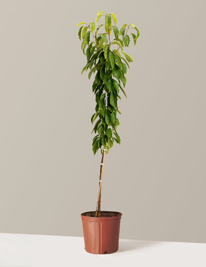 Black Tartarian Cherry Tree