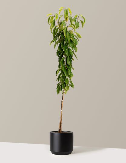 Black Tartarian Cherry Tree