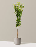 bundle | 4-5 ft. | Mexia | Cement Grey