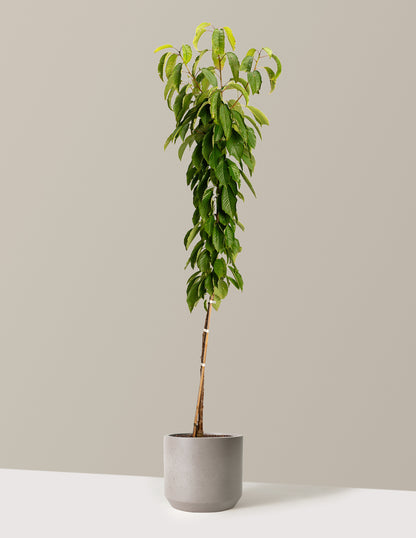 Black Tartarian Cherry Tree