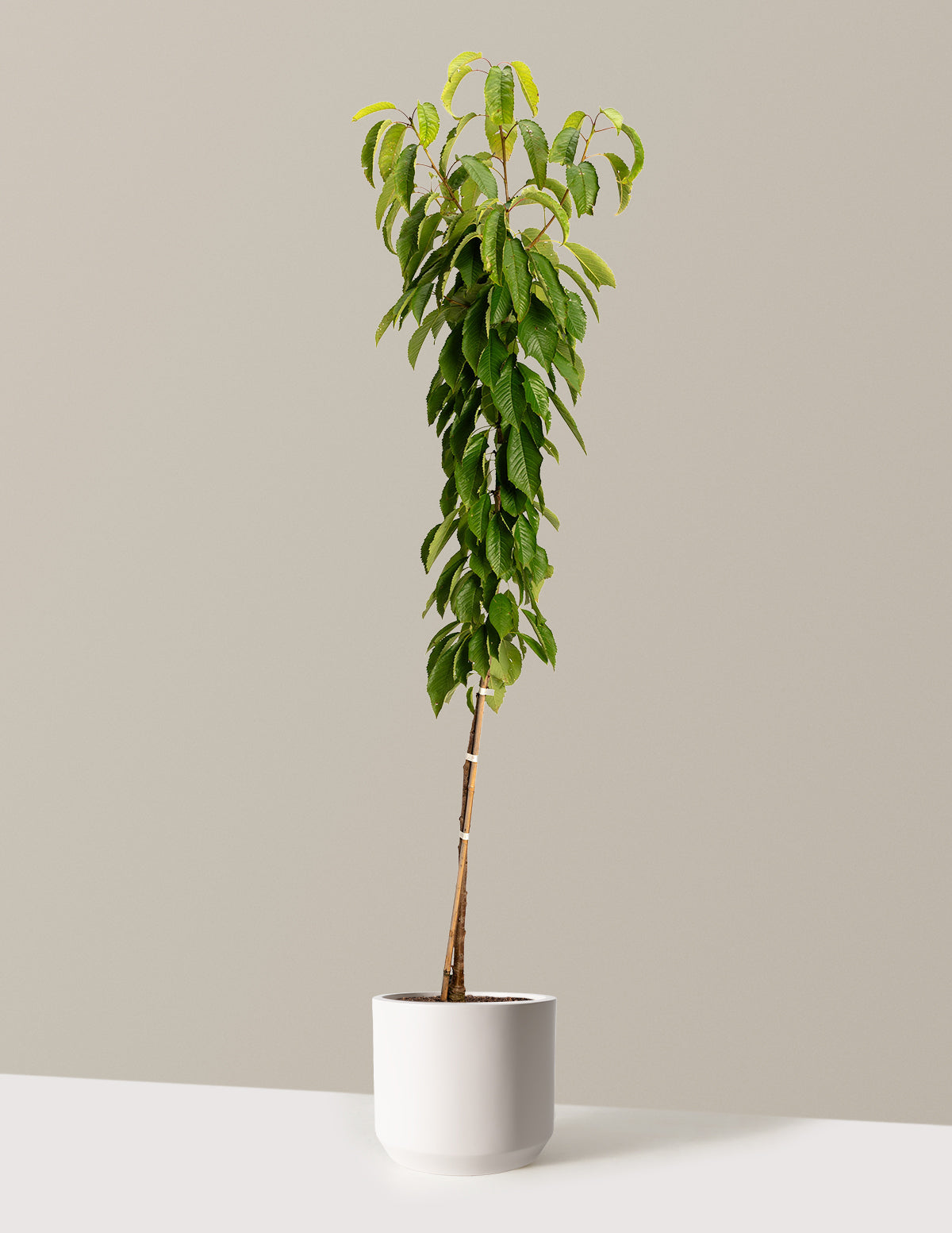 Black Tartarian Cherry Tree