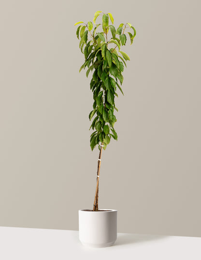 Black Tartarian Cherry Tree