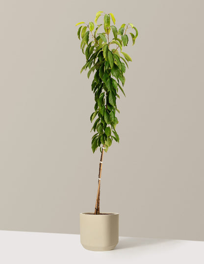 Black Tartarian Cherry Tree