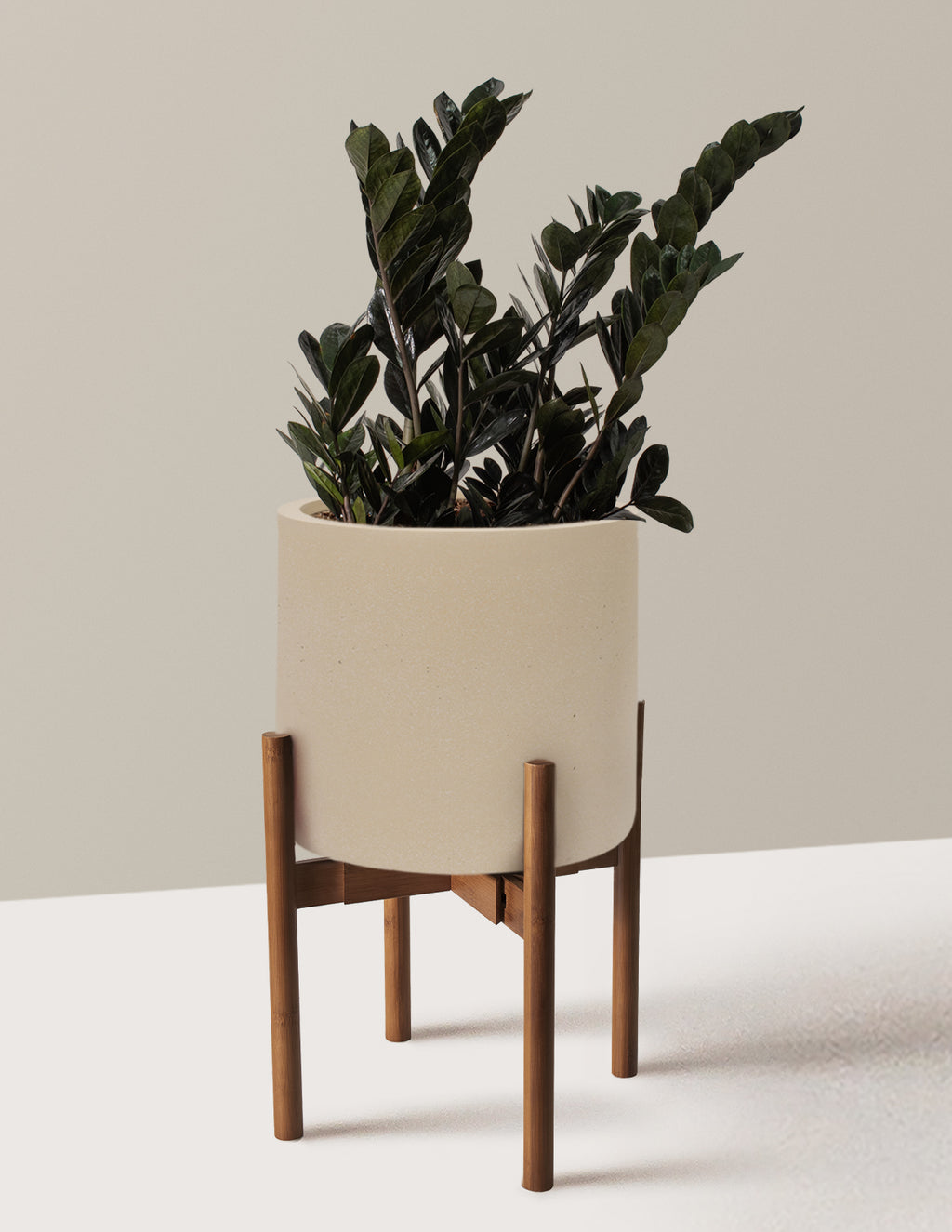 Black ZZ Plant