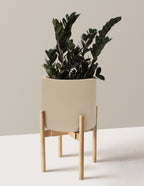 Black ZZ Plant