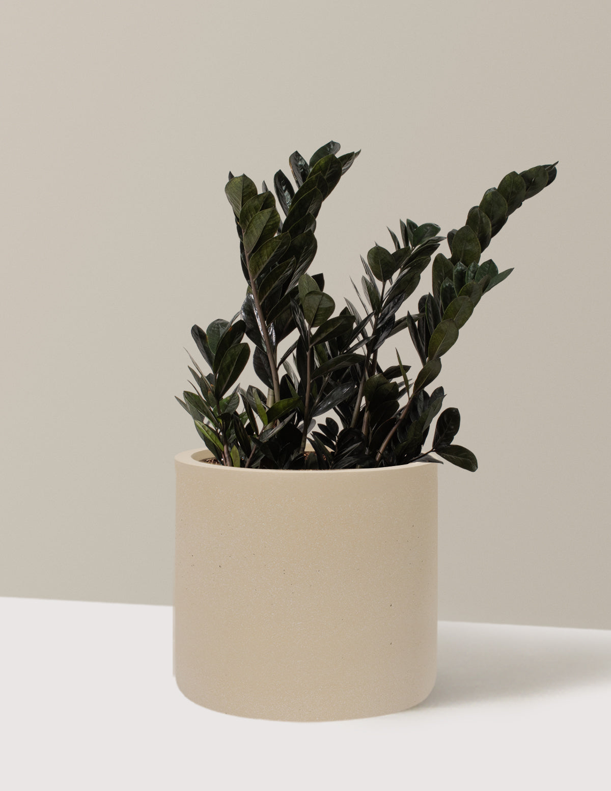 oscura zz plant Black ZZ Plant - Large (2-3' tall) Cement Grey Planter