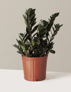 bundle | Large | Grow Pot