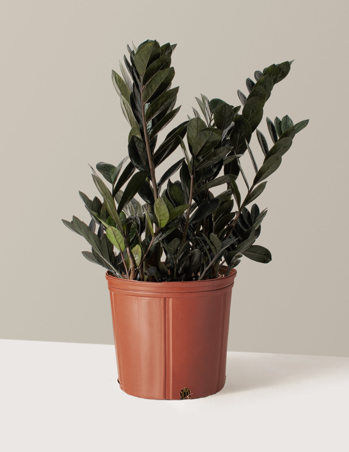 bundle | Large | Grow Pot