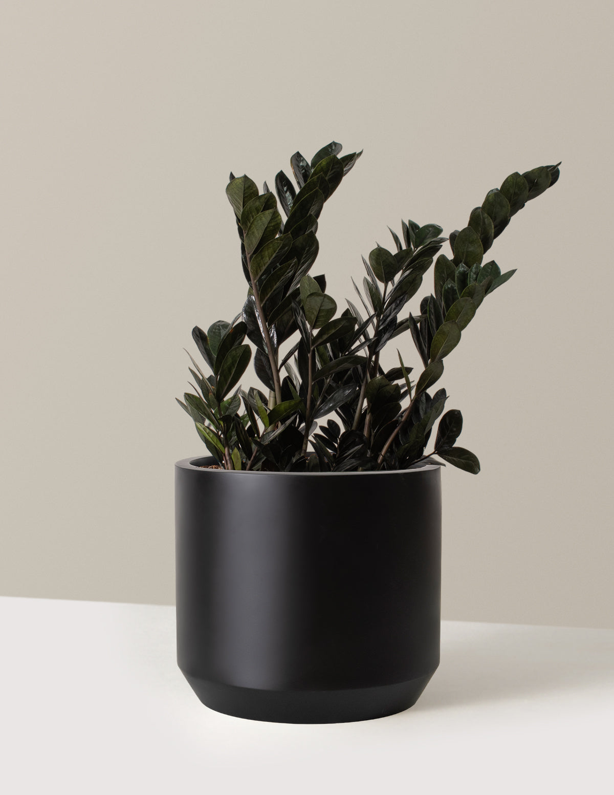 Black ZZ Plant | Low Light Plants & Houseplants Delivery | The Sill