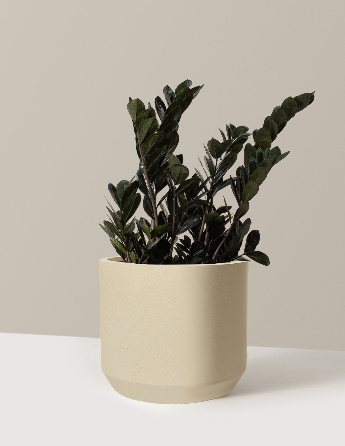 Black ZZ Plant