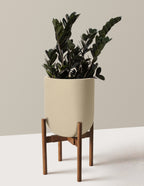 Black ZZ Plant
