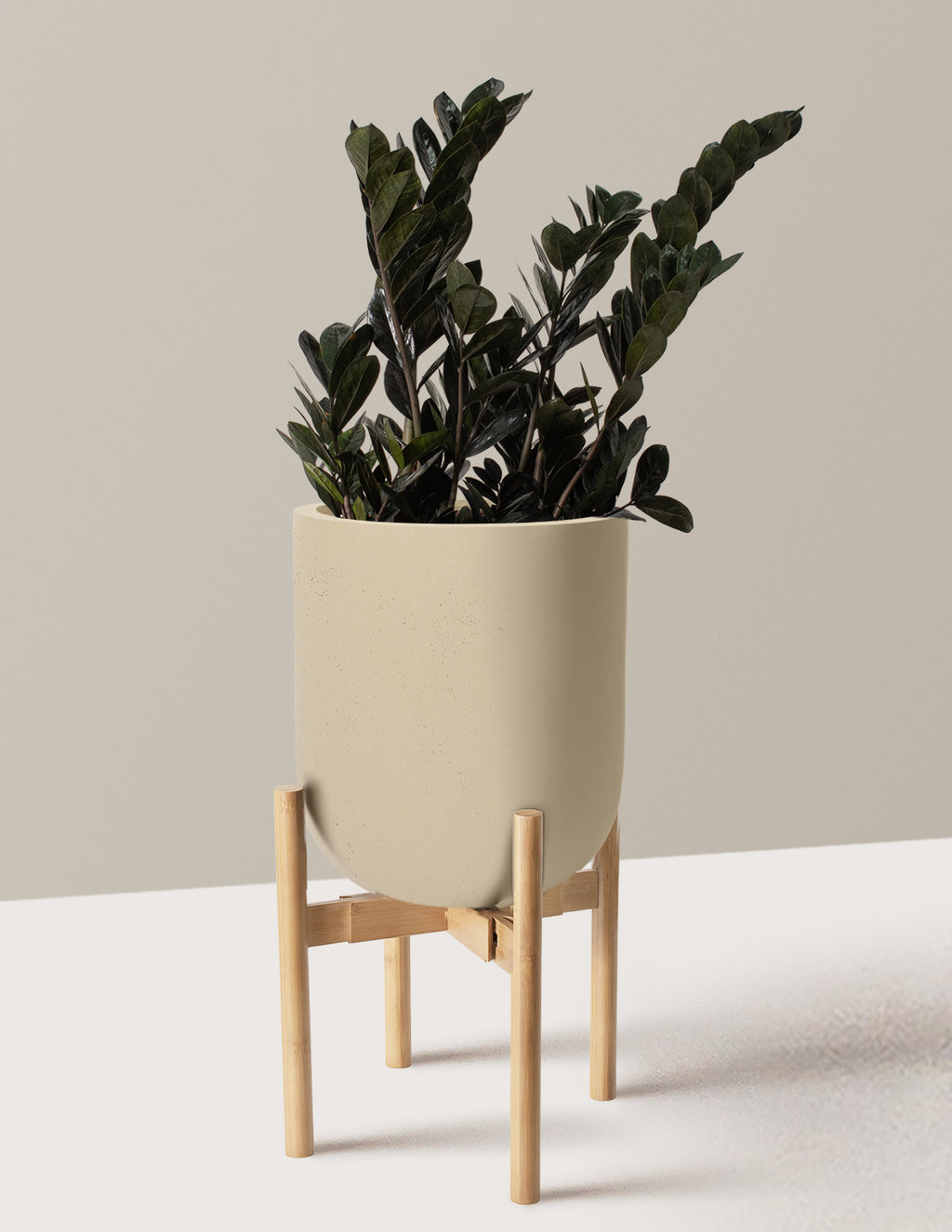 Black ZZ Plant