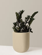 Black ZZ Plant