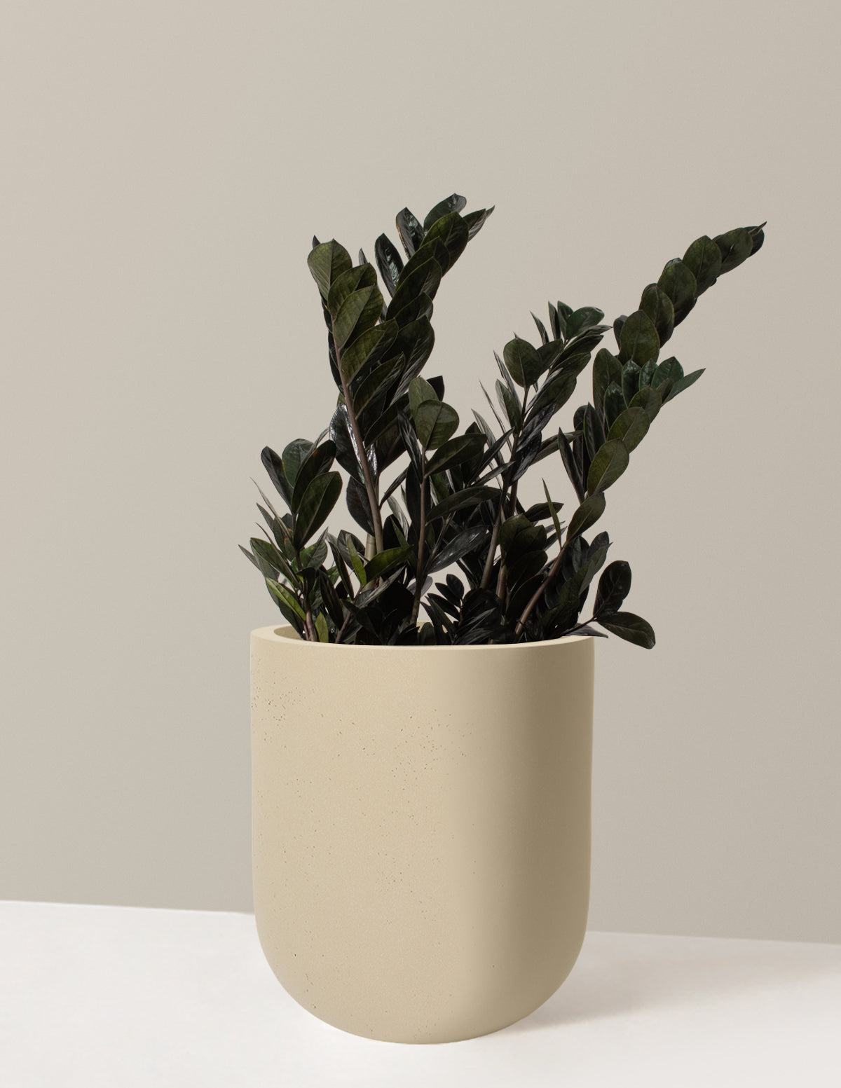 Black ZZ Plant