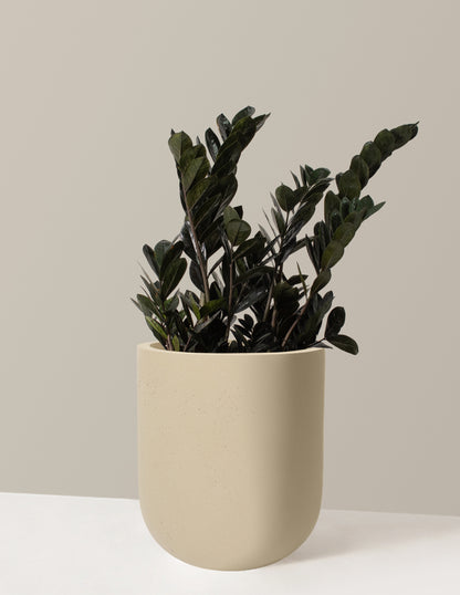 Black ZZ Plant
