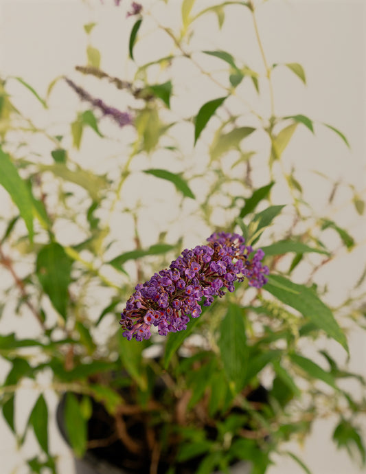Black Knight Butterfly Bush