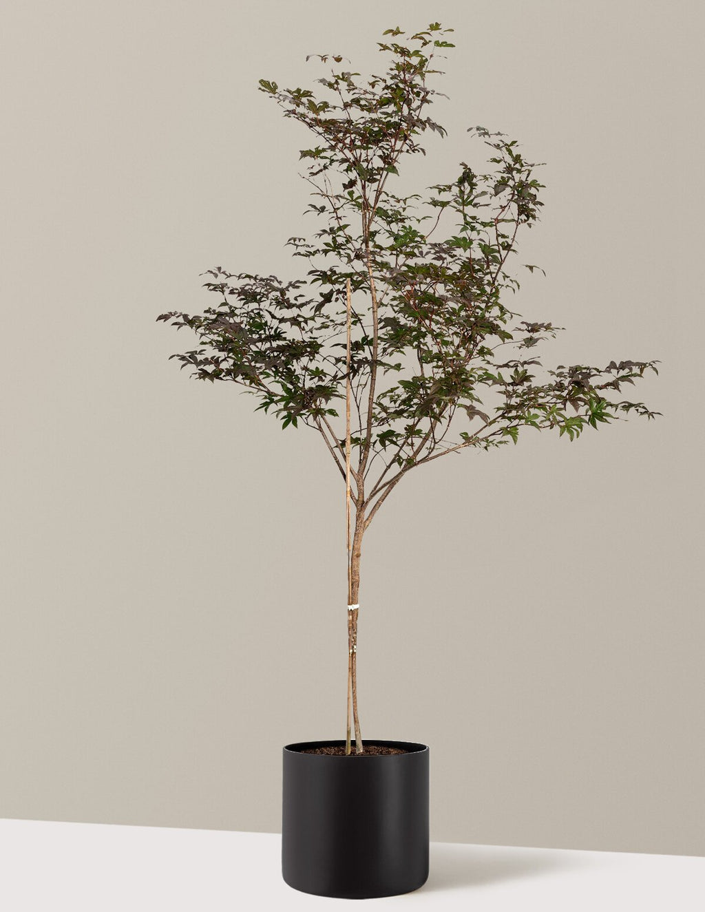Bloodgood Japanese Maple