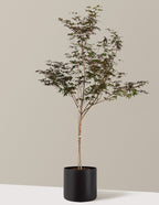 Bloodgood Japanese Maple