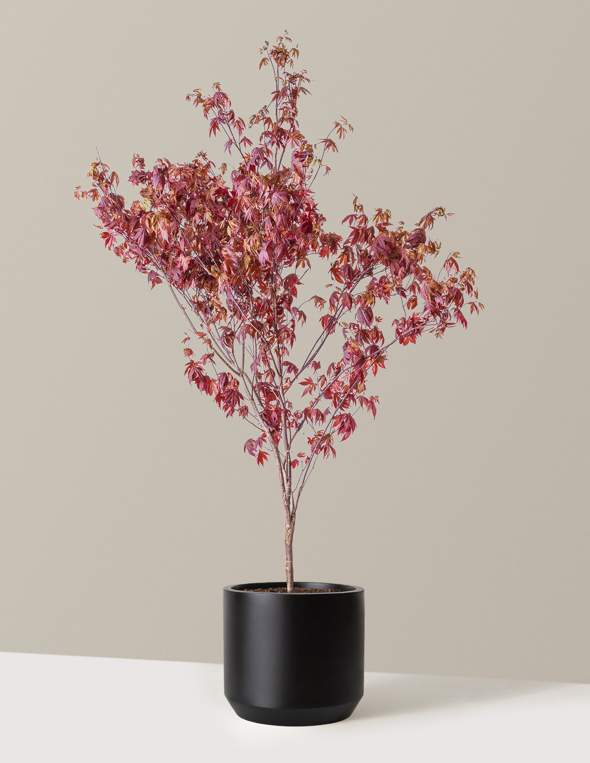 bundle | 4-5ft. | Mexia | Black
