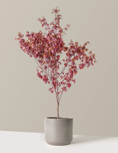 Bloodgood Japanese Maple