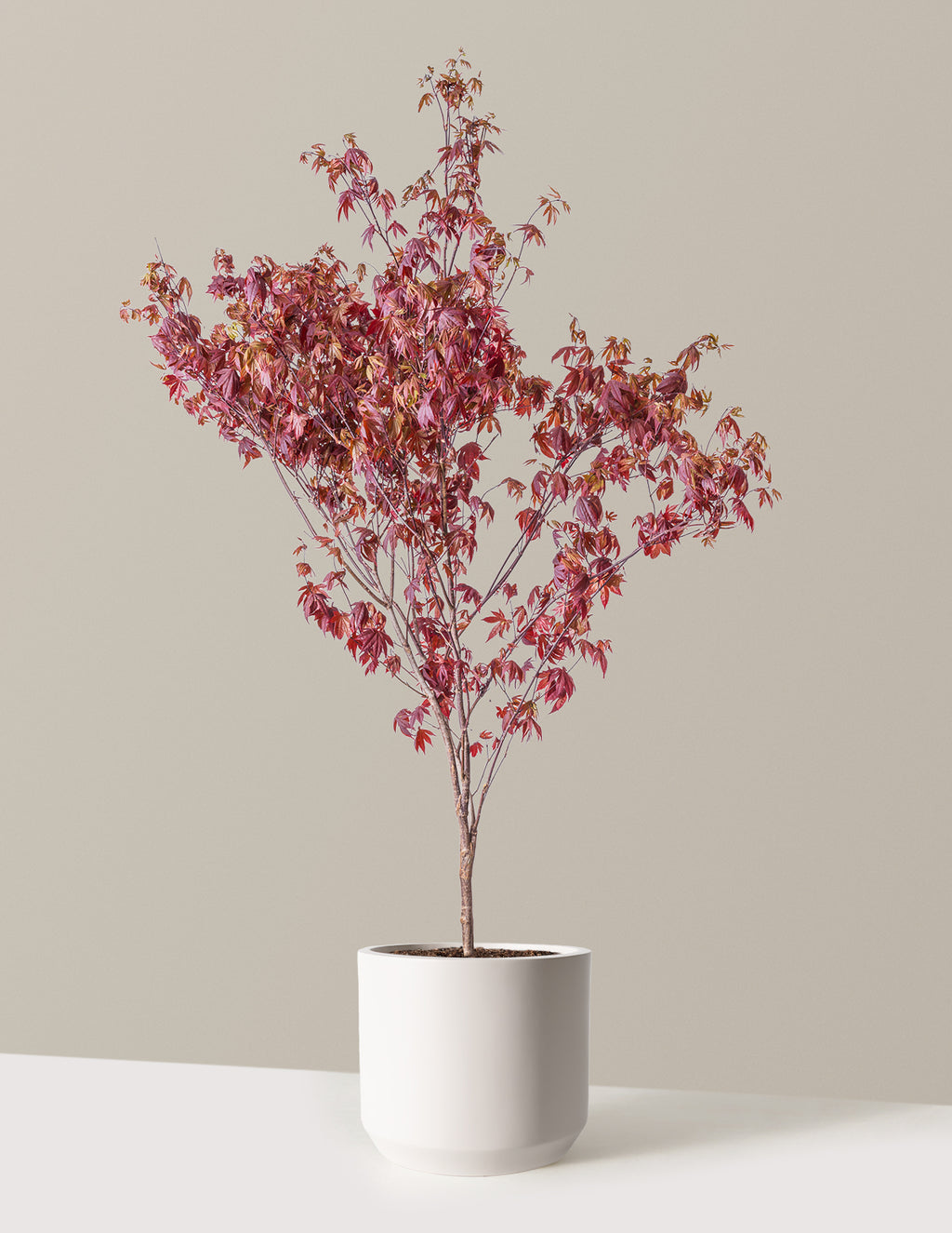 Bloodgood Japanese Maple