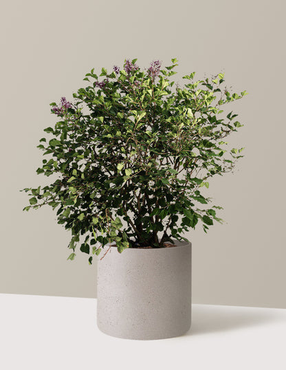Bloomerang Lilac Bush