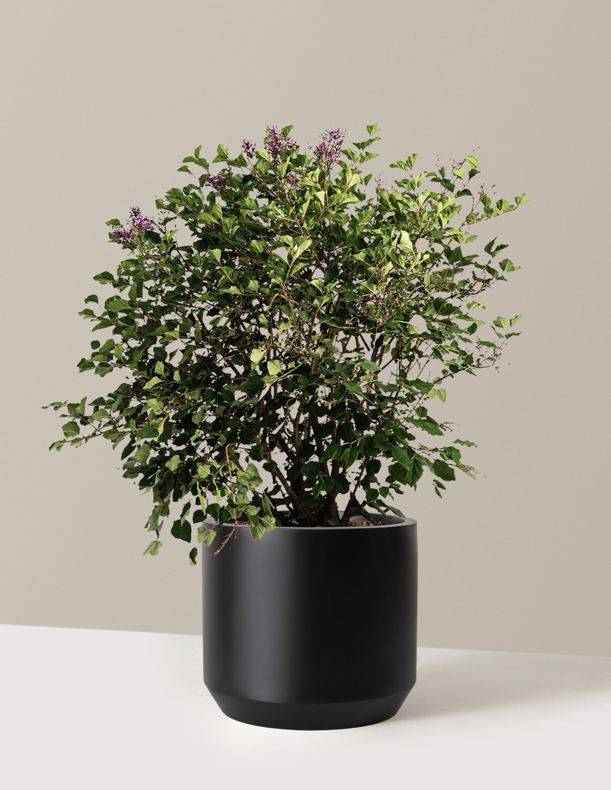 can you plant a lilac bush in a pot Bloomerang Lilac Bush