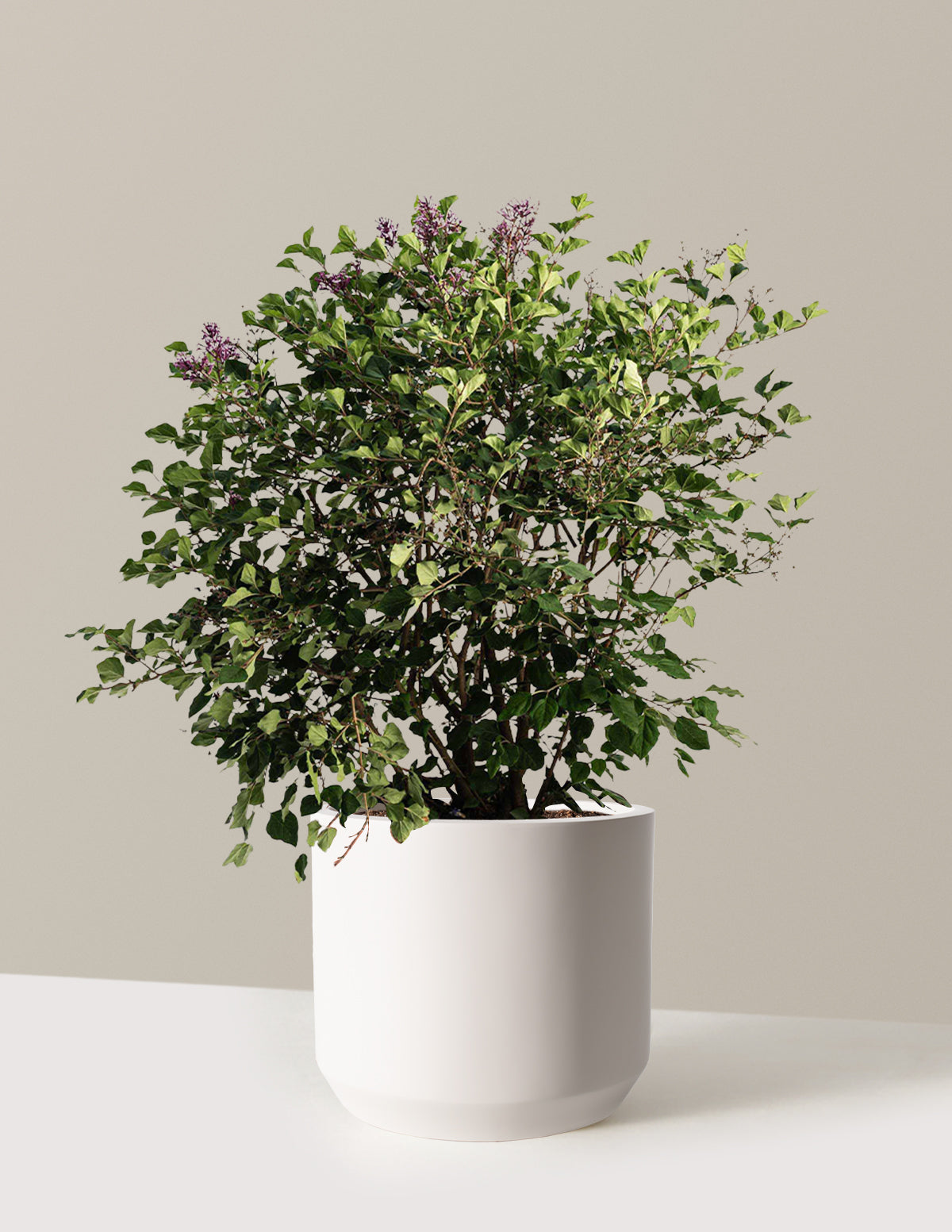 potted lilac plant Bloomerang Lilac Bush